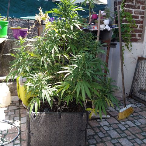 Plantin Leo. Beto growlog timeline photo