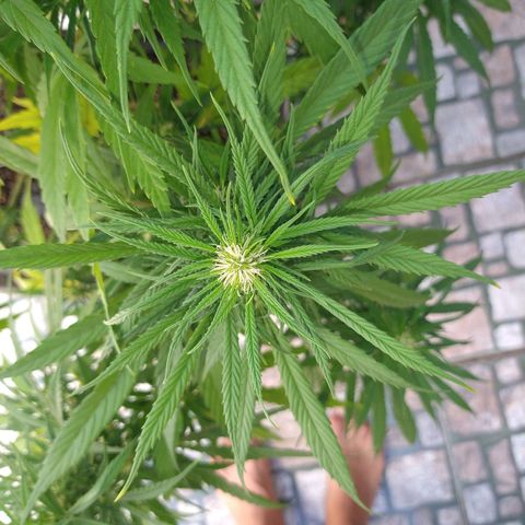 Plantin Leo. Beto growlog timeline photo