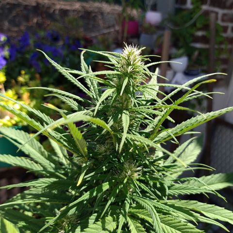 Plantin Leo. Beto growlog timeline photo