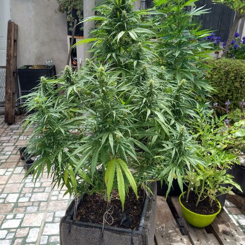 Plantin Leo. Beto growlog photo: Un tanque re en flora. Ya no sobrefert