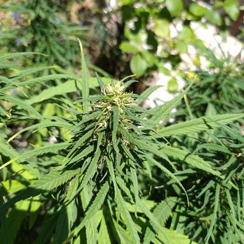 Plantin Leo. Beto growlog timeline photo