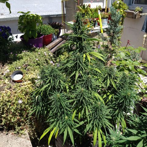 Plantin Leo. Beto growlog timeline photo