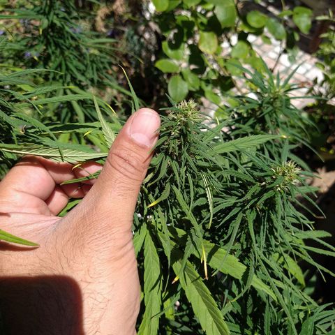 Plantin Leo. Beto growlog timeline photo