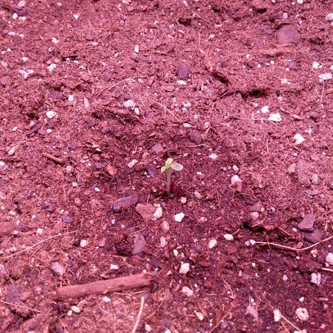 Auto Lennon 1 growlog timeline photo