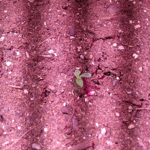 Auto Lennon 1 growlog timeline photo