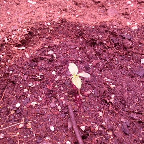 Auto Lennon 1 growlog timeline photo