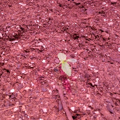 Auto Lennon 1 growlog timeline photo