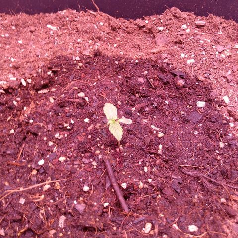 Auto Lennon 1 growlog timeline photo