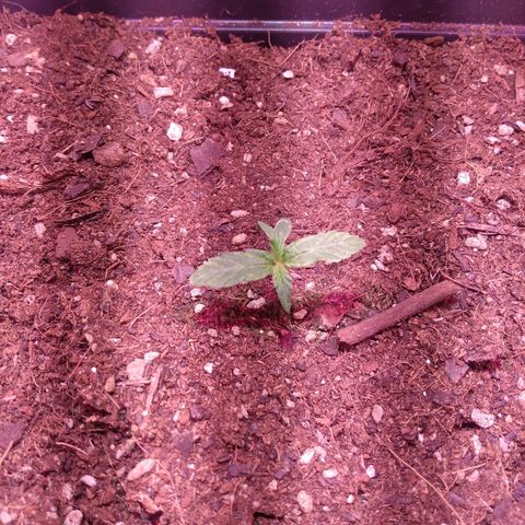 Auto Lennon 1 growlog timeline photo