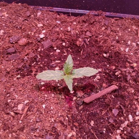 Auto Lennon 1 growlog timeline photo