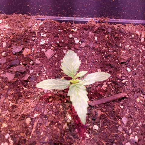 Auto Lennon 1 growlog timeline photo