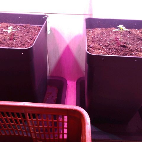 Auto Lennon 1 growlog timeline photo