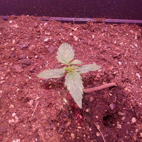 Auto Lennon 1 growlog timeline photo