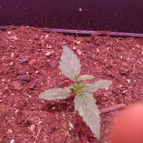 Auto Lennon 1 growlog timeline photo