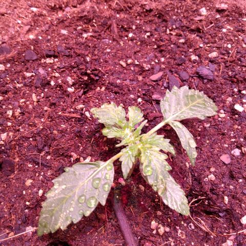 Auto Lennon 1 growlog timeline photo