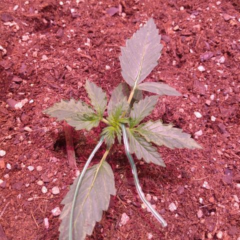 Auto Lennon 1 growlog timeline photo