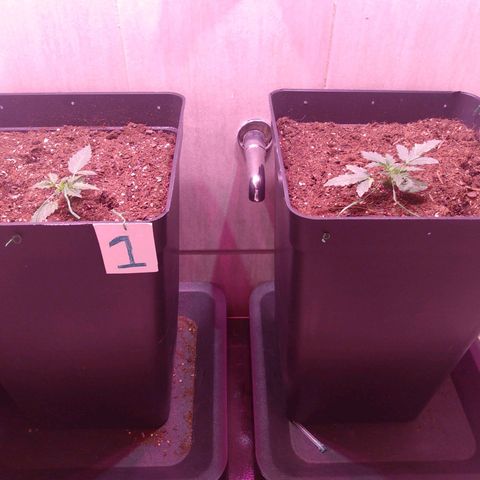 Auto Lennon 1 growlog timeline photo