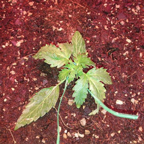 Auto Lennon 1 growlog timeline photo