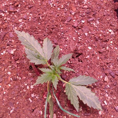 Auto Lennon 1 growlog timeline photo