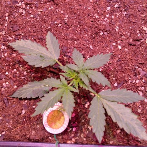 Auto Lennon 1 growlog timeline photo