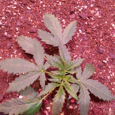 Auto Lennon 1 growlog timeline photo