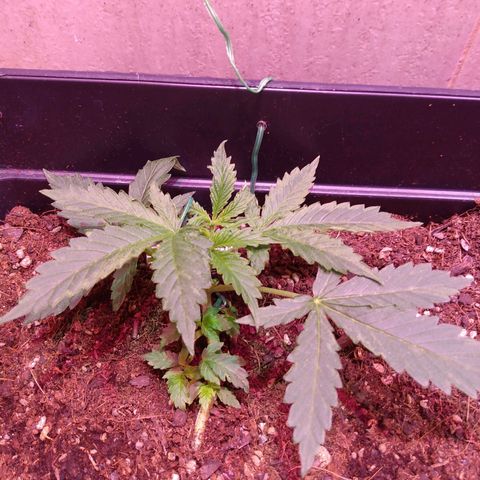 Auto Lennon 1 growlog timeline photo