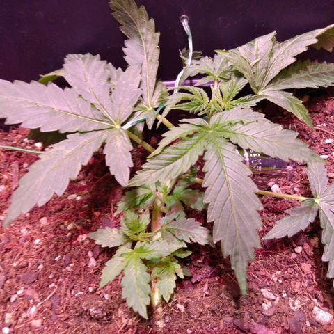 Auto Lennon 1 growlog timeline photo