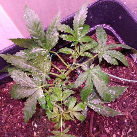 Auto Lennon 1 growlog timeline photo