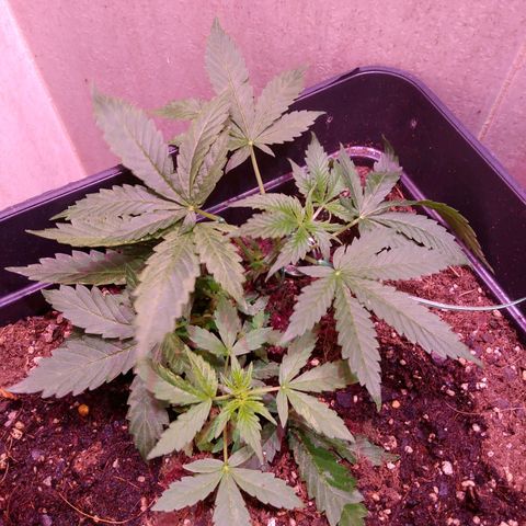 Auto Lennon 1 growlog timeline photo