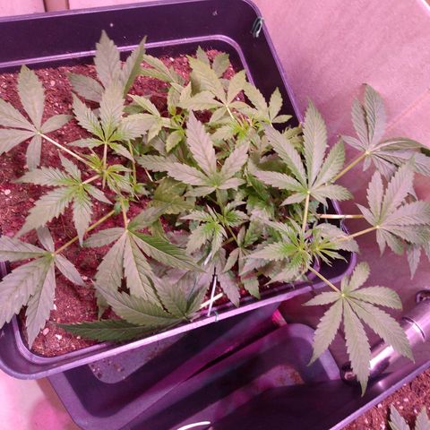 Auto Lennon 1 growlog timeline photo