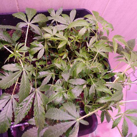 Auto Lennon 1 growlog timeline photo