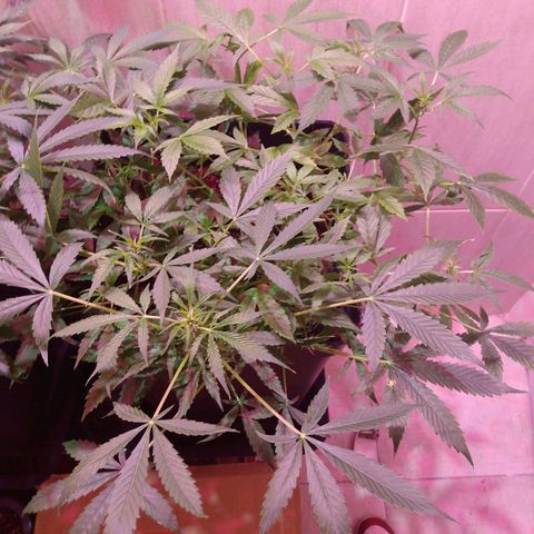 Auto Lennon 1 growlog timeline photo