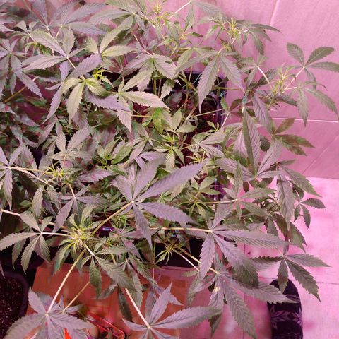 Auto Lennon 1 growlog timeline photo