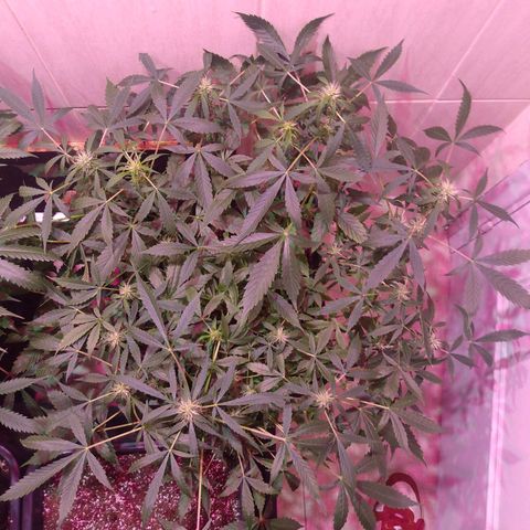 Auto Lennon 1 growlog timeline photo