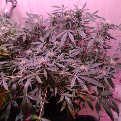 Auto Lennon 1 growlog timeline photo