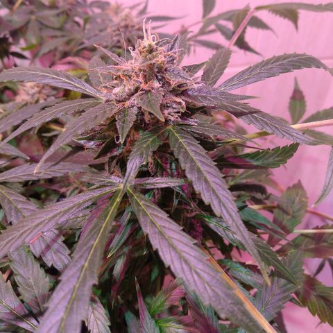 Auto Lennon 1 growlog timeline photo