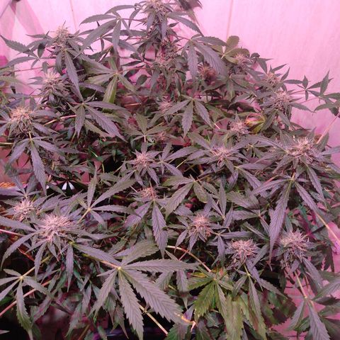 Auto Lennon 1 growlog timeline photo