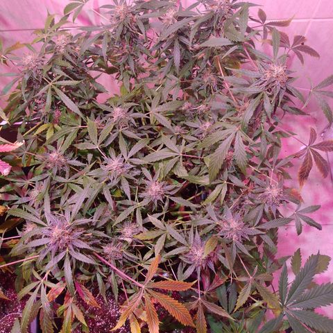 Auto Lennon 1 growlog timeline photo