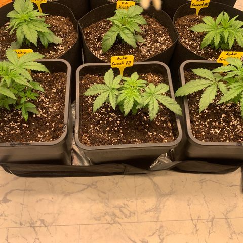 AUTO SWEET ZZ growlog timeline photo