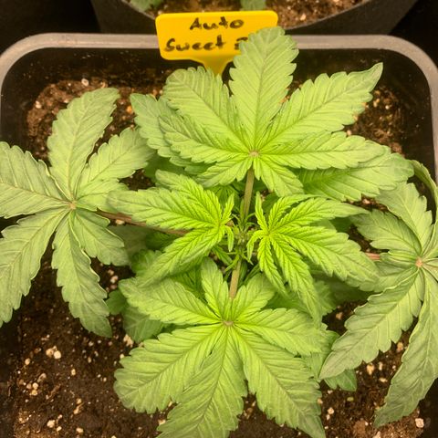 AUTO SWEET ZZ growlog photo: Topping 