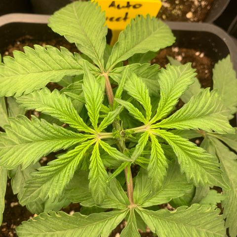 AUTO SWEET ZZ growlog photo: Topping