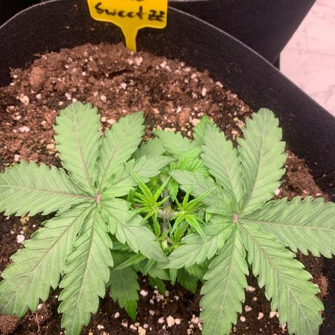 AUTO SWEET ZZ growlog photo: Topping
