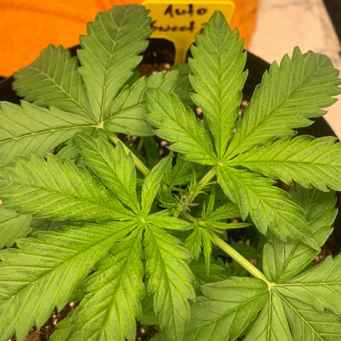AUTO SWEET ZZ growlog photo: Topping