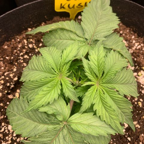 OG KUSH growlog photo: Topping