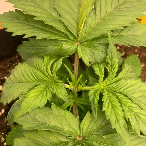 OG KUSH growlog photo: Topping