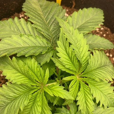 OG KUSH growlog photo: Topping