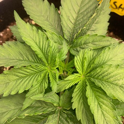 OG KUSH growlog photo: Topping