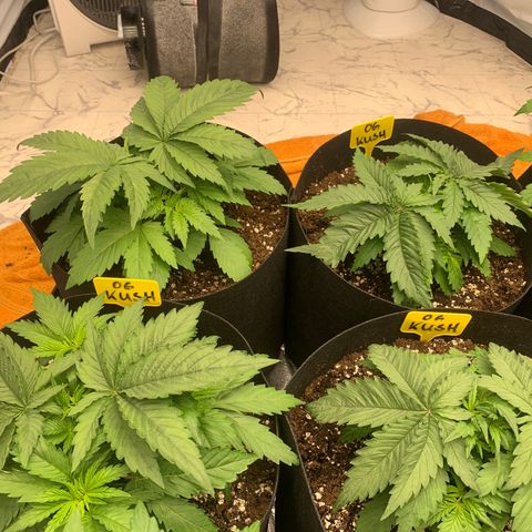 OG KUSH growlog timeline photo