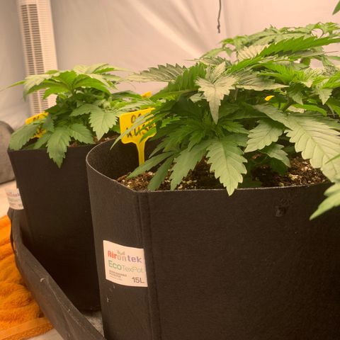 OG KUSH growlog timeline photo