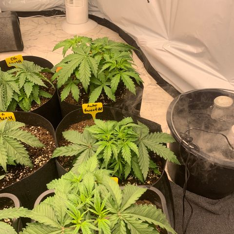 AUTO SWEET ZZ growlog timeline photo